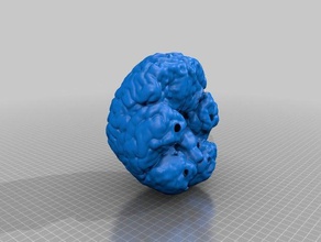 la vie de taille du cerveau biologie l'esprit 3d print model - Mito3D