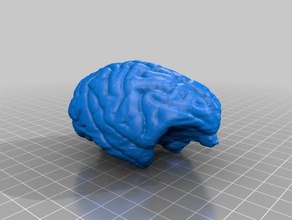 primado de resonancia magnética del cerebro exploraciones réplicas 3d print model - Mito3D