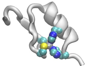 Zink-finger Biologie Molekül protein protein-Modell protein-Struktur 3d print model - Mito3D