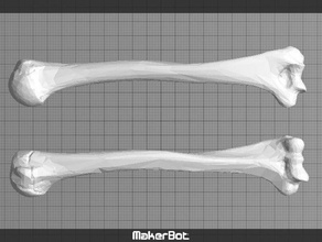 braços ossos pessoas 3d print model - Mito3D