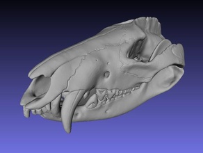 skull virginia opossum biology anatomy animal learning shool 3d print model - Mito3D