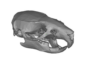 rat skull mandible biology 3d print model - Mito3D