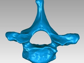 thoracic vertebra human biology back bone homo sapiens spine vertebral column 3d print model - Mito3D