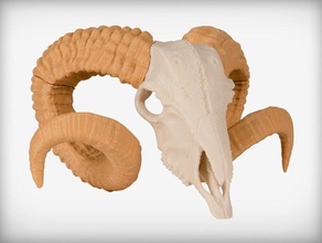 ram crâne les animaux 3d print model - Mito3D
