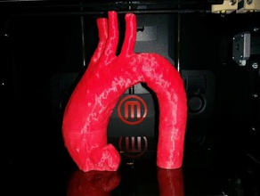 thoracic aorta biology anatomy heart physiology 3d print model - Mito3D