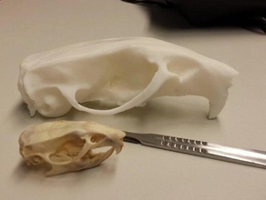cráneo de la rata rattus norvegicus biología hueso cabeza muridae murinae muroidea los roedores rodentia el 3d print model - Mito3D