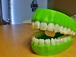 chattering teeth remix -added support bridge biology 3d print model - Mito3D