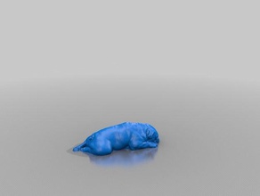 iggy animais 3d print model - Mito3D