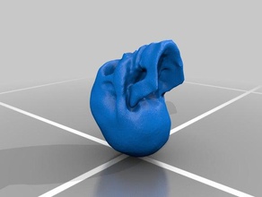 el cráneo modelos los huesos humanos cabeza humana humano 3d print model - Mito3D