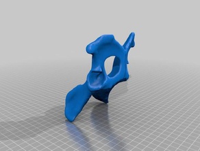 canino pélvica animais osso cão 3d print model - Mito3D