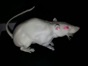 heureux de rat animaux art-toy assemblé laboratoire le signé 3d print model - Mito3D