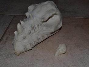 dragon skull scans replicas fantasy 3d print model - Mito3D
