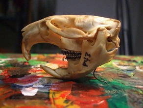 muskrat skull animals muskrat rodent rodentia skull