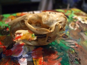 muskrat cranio spaccato animali 3d print model - Mito3D