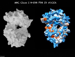 cmh de classe h-2db complexé sendai nucléoprotéine du virus peptide la biologie système immunitaire molécule protéine structure 3d print model - Mito3D