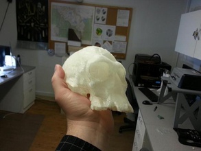 homo habilis knm er 1813 skull learning 3d anthropology archaeology psal 3d print model - Mito3D