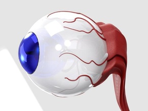 eyeball models eye 3d print model - Mito3D