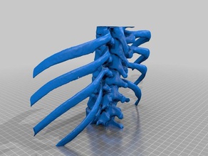 unteren Wirbelsäule Brustkorb Brust-ct Biologie medizinische 3d print model - Mito3D