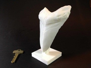 gigante preistorico di dente squalo animali 3d print model - Mito3D
