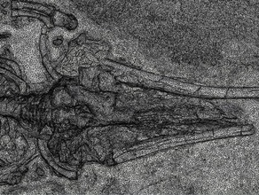 fossile Wal-optimierte desktop-3d-Druck Tiere Biologie fossil fossilwhale optimiert Wissenschaft smithsonian trede Wal 3d print model - Mito3D