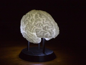 led-lit brain scans & replicas anatomy lamp led light mri stand 3d print model - Mito3D