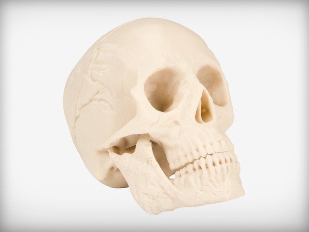 insan kafatası Akademi eğitim öğrenme 3D print model - Mito3D