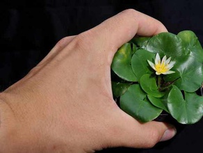 nymphaea thermarum biology lily water 3d print model - Mito3D