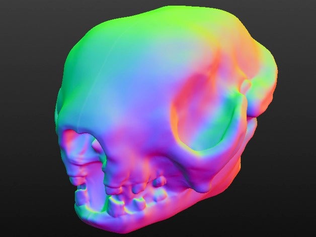 3 toed sloth skull animals 3d sculptris 3D print model - Mito3D