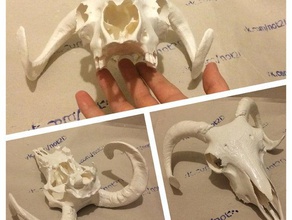 goal skull scans & replicas 3d print model - Mito3D