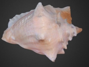 conch shell - sunny bear creatures 3d print model - Mito3D