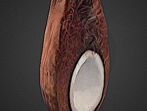 Kokosnuss Schnitt halb - sonnigen tragen Biologie 3d print model - Mito3D