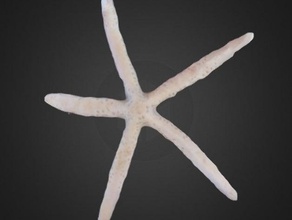 starfish - sunny bear biology 3d print model - Mito3D