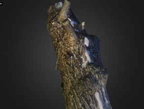 fallen log snow scan 123d catch 3d nature textured 3d print model - Mito3D