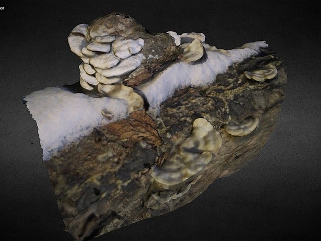 shroom knot scan 123d catch 3d log mushroom nature 3D print model - Mito3D