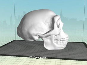 homo erectus kafatası biyoloji fosil hominid 3d print model - Mito3D