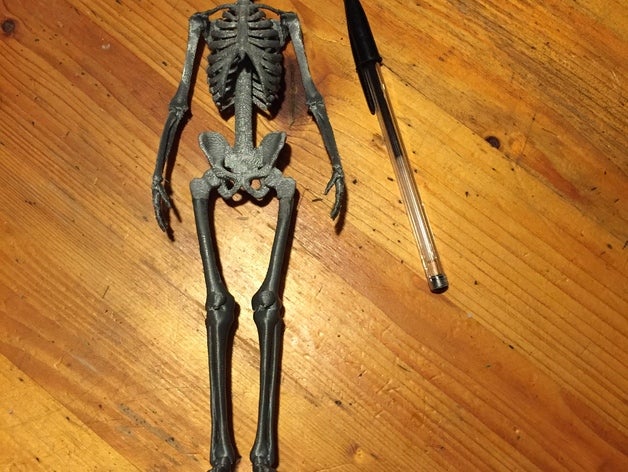 esqueleto humano biologia 3D print model - Mito3D