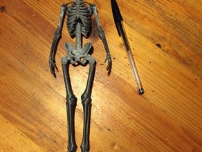 esqueleto humano biologia 3d print model - Mito3D
