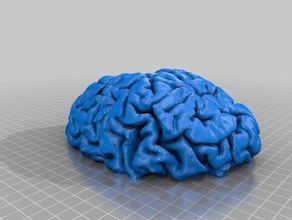 cerebro Biologie Gehirn 3d print model - Mito3D