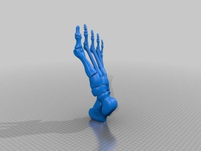 torta biologia osso de pé 3d print model - Mito3D
