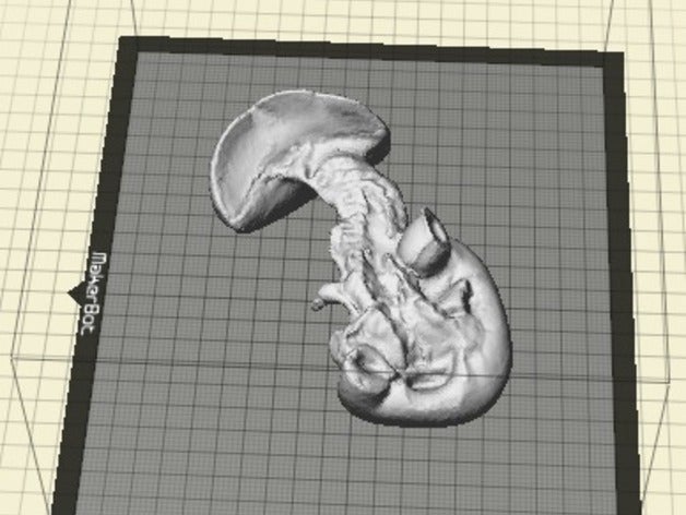Niere Menschen 3D print model - Mito3D
