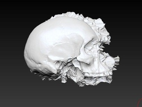 homo sapiens art 3d print model - Mito3D