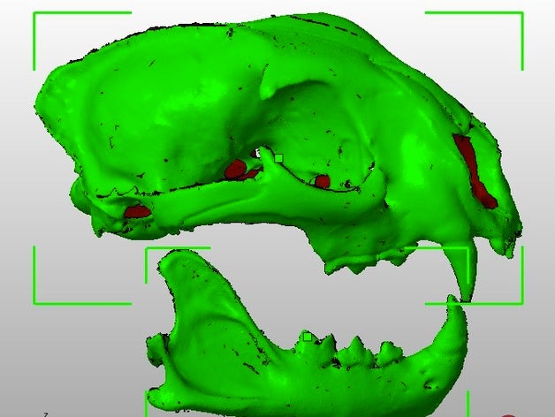 subadalt female cougar skull upper & lower learning animal animals biology bone paleontology science 3D print model - Mito3D