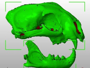subadalt female cougar skull upper & lower learning animal animals biology bone paleontology science 3d print model - Mito3D