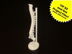 colonne vertébrale humaine de l'exposition stand la biologie colonna esposizione l'homme le supporto vertebrale 3d print model - Mito3D
