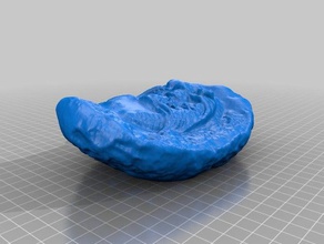 trilobiti fossili animali i makerbotdigitizer la scansione trilobite 3d print model - Mito3D
