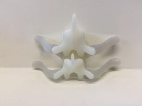 thorax vertebra holder household 3d print model - Mito3D