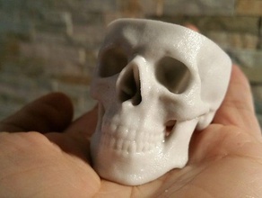 cool hollow skull scans & replicas 3d print model - Mito3D