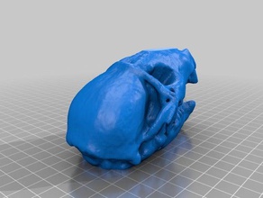 skull scans & replicas makerbotdigitizer scan 3d print model - Mito3D