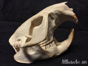 beaver skull scan scans & replicas makerbotdigitizer mbeckerart 3d print model - Mito3D