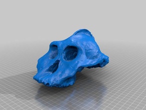 ancient skulls scans & replicas 3d print model - Mito3D